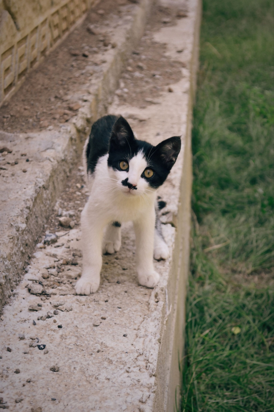 Awww be brave kitty 😺😺