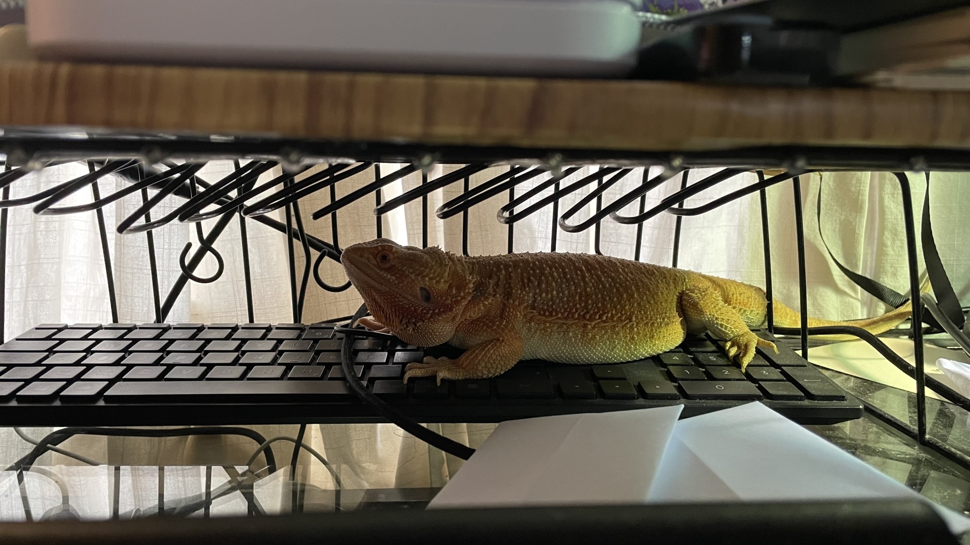 Yellow/orange bearded dragon has snuck under a monitor stand, is sitting on a black keyboard and looking at her surroundings with mischief in her eyes.
