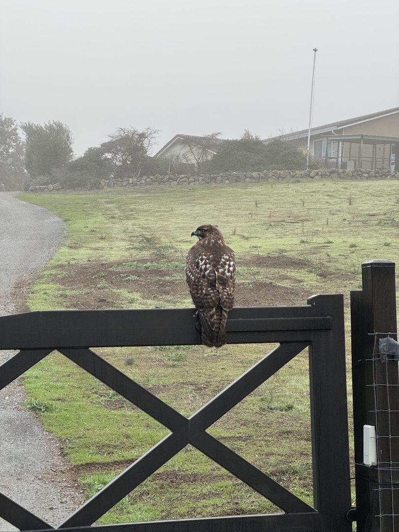 A hawk sits on a gate for a large ranch house up a low rise. The sky is foggy but light enough to mostly see everything.