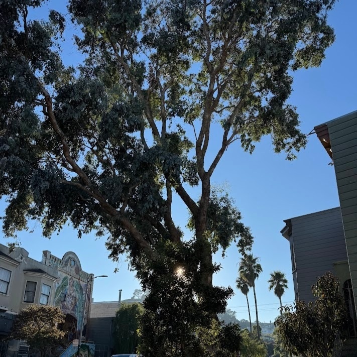 A view of a fall afternoon sun through the leaves and branches of a tall tree reaching into a blue sky. Various houses can be seen on either side.