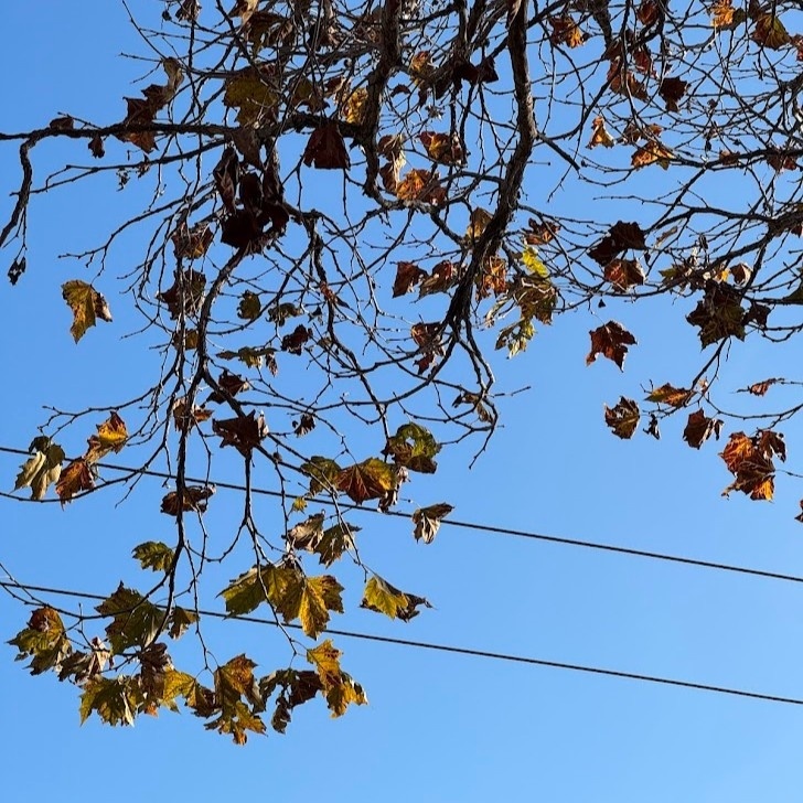 A downward-growing (in camera perspective) tree branch with some remaining leaves on it, plus power cables, against a clear blue sky.