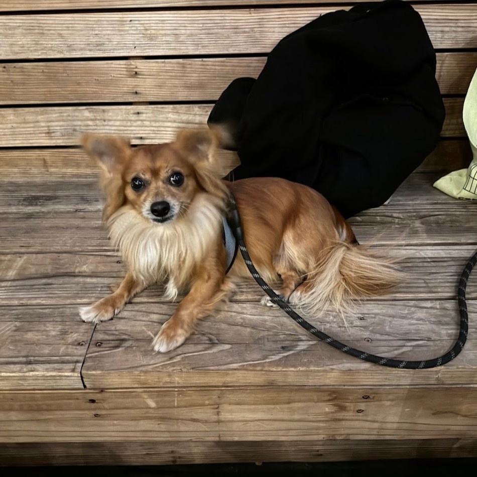 Honey, who Soleil Ho of Coyote Media in San Francisco looks after, is a small brown dog on a wooden bench quizzically considering the camera.