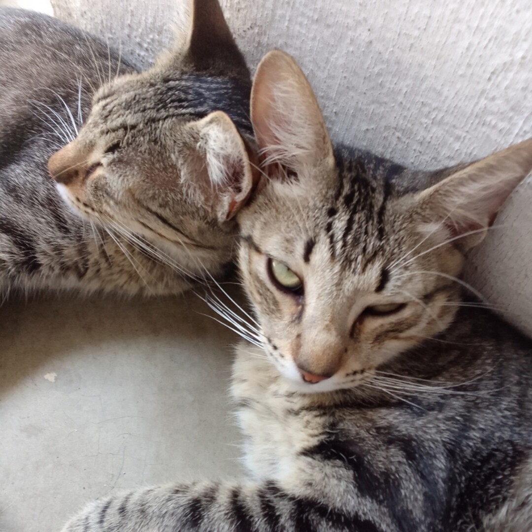 Dois gatos cinzas rajados, um com a cabecinha encostado no outro.