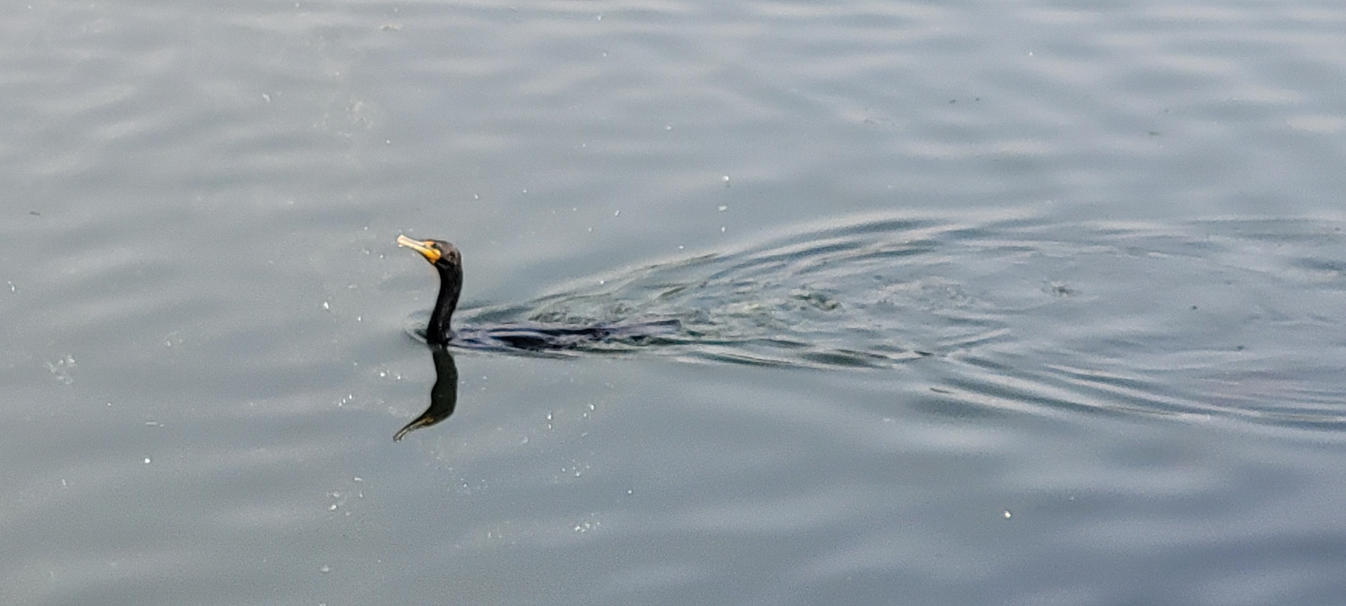 A black aquatic bird splashes around in the water, its neck is held high.