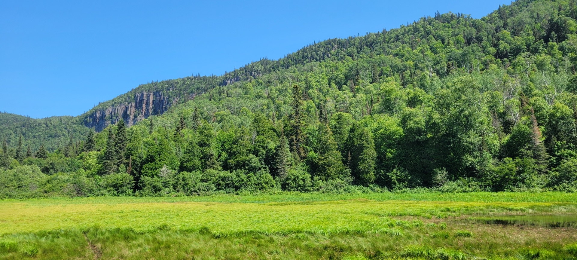 A lush, green meadow surrounded by evergreen trees and mountains.