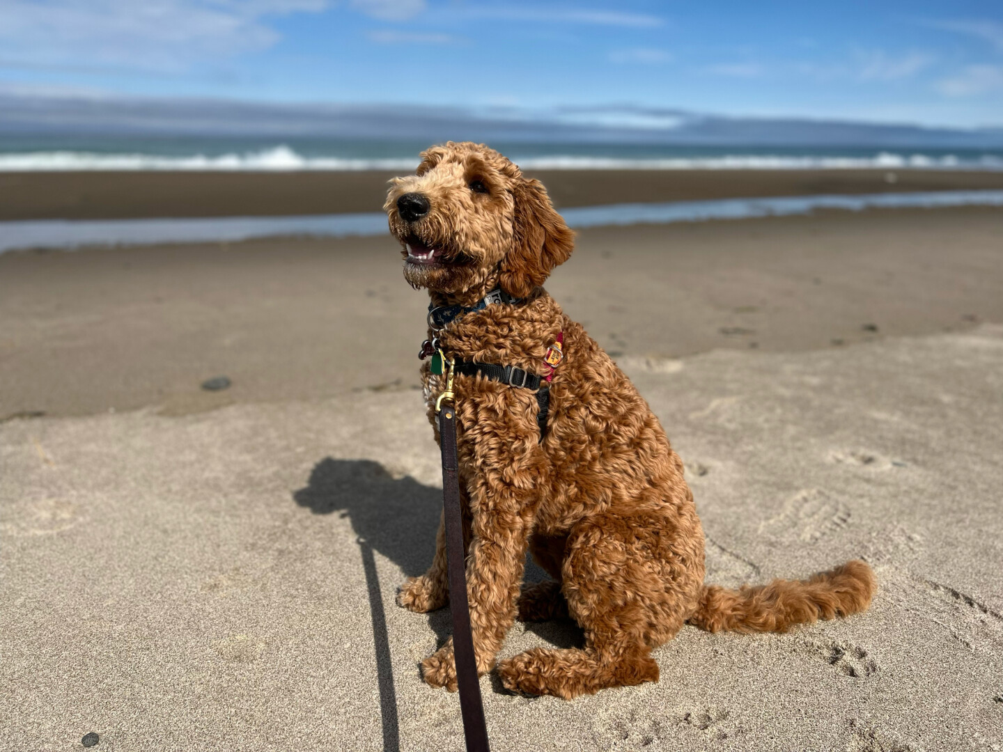 A brown irishdoodle dog sitting on the beach with the ocean in the background