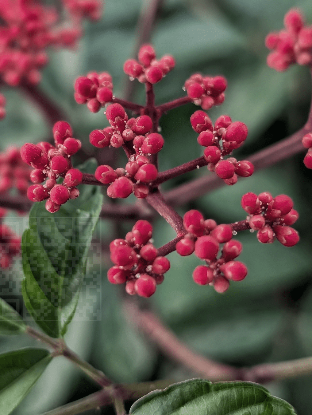 Bunch of small red buds against green foliage with partial view of leaves at bottom of frame. Captured with Google Pixel in Bangkok Thailand