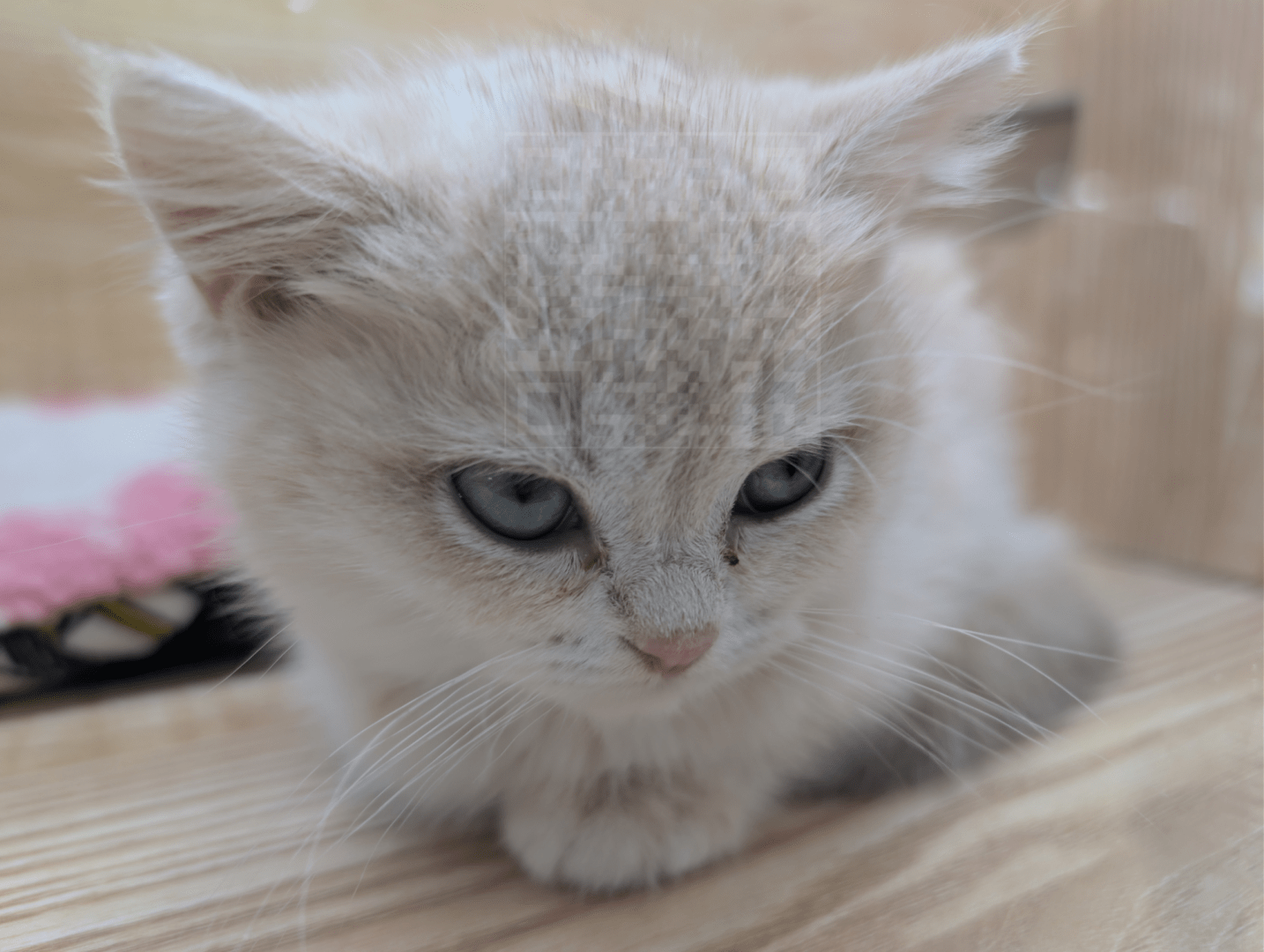 Fluffy white kitten waiting for food while trying to avoid eye contact with camera. Captured with Google Pixel