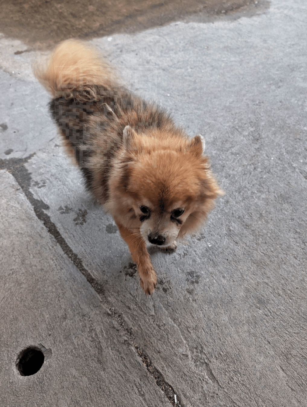 Small dog making paw prints on local street while walking pass large puddle of liquid. When asked, the little puppy responded that it wasn't from her. Captured with Google Pixel in Bangkok Thailand