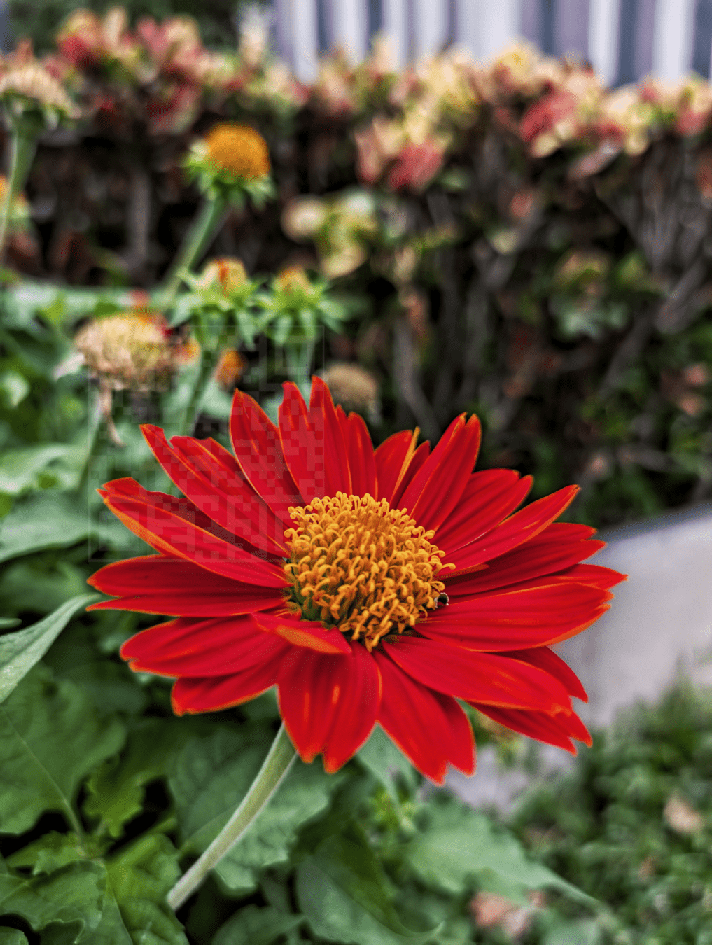 Flower with red petals and yellow center along with other flower friends surrounding the garden. Captured with Google Pixel in Bangkok Thailand