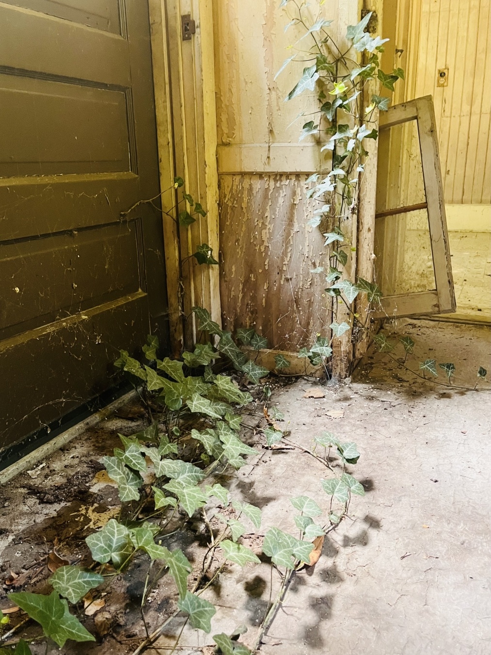 A slow shot close up of an old corner of an abandoned house. The paint is chipping off the doors. The light pours in from above. Green Vines move in across the dirty floor, making their way up the walls.