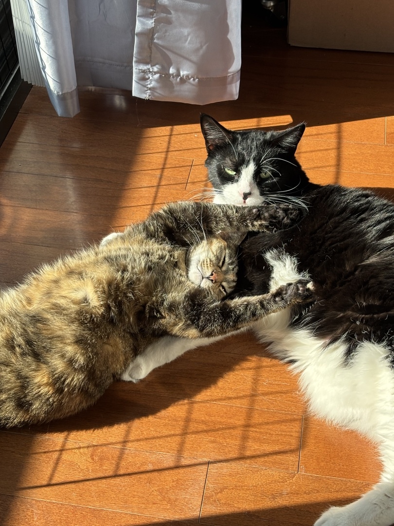 Tuxedo and multicolor cat enjoying the sun