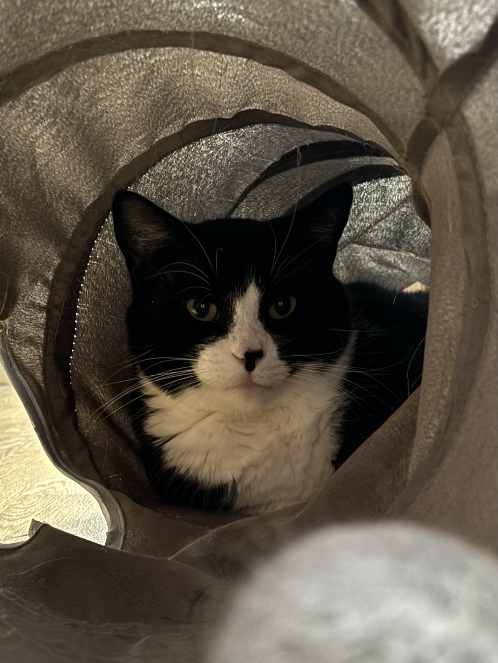 Tuxedo cat in a tunnel