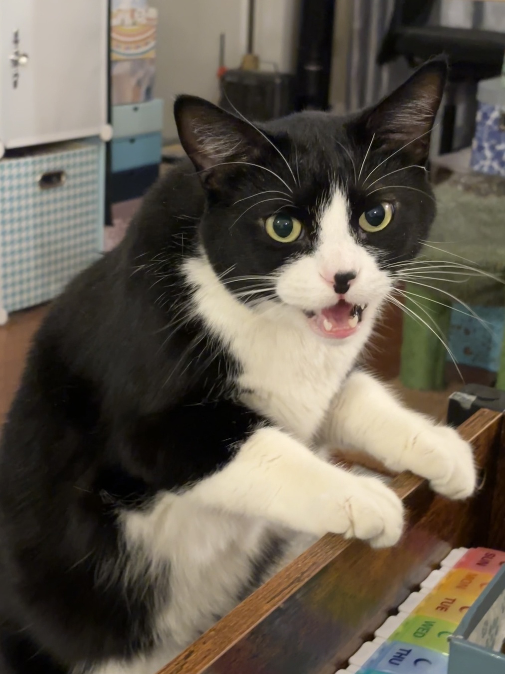 Tuxedo cat standing up like a weirdo
