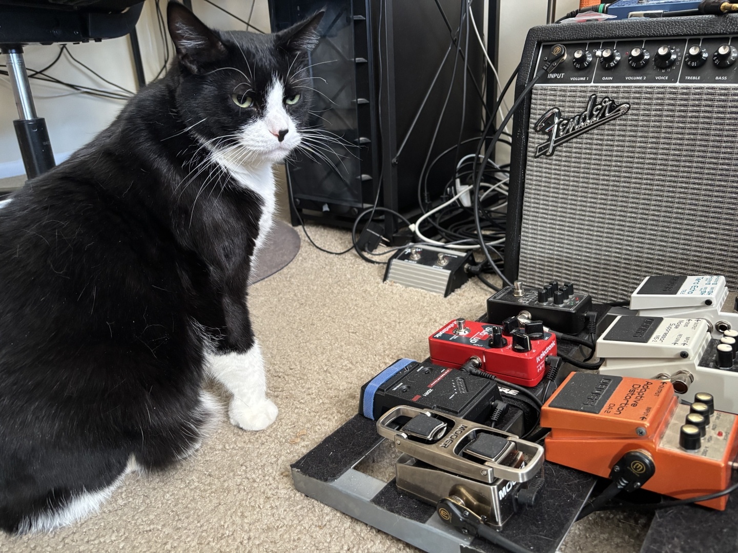 Tuxedo cat standing in front of a pedal board