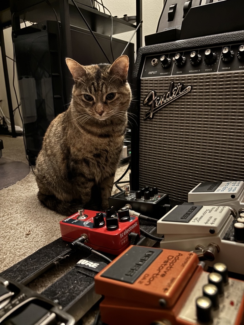Multicolor cat standing in front of a pedalboard