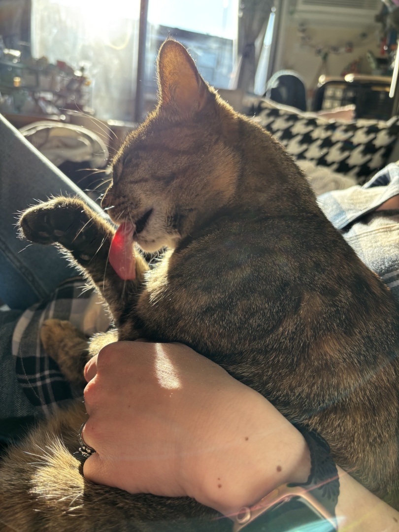 Multicolored cat licking herself in the sun