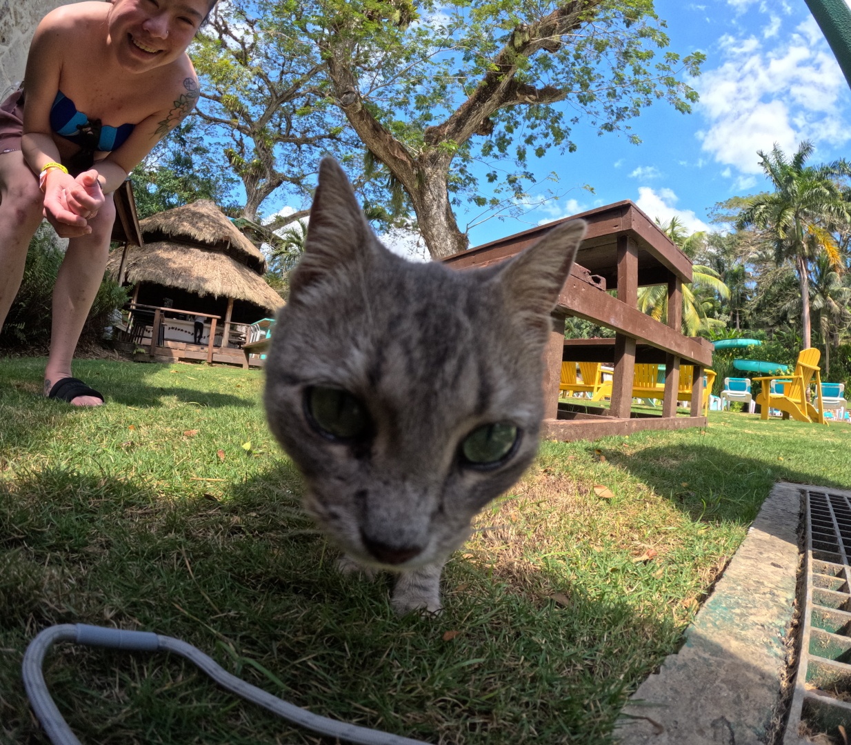 Grey and black tabby cat inspecting the camera