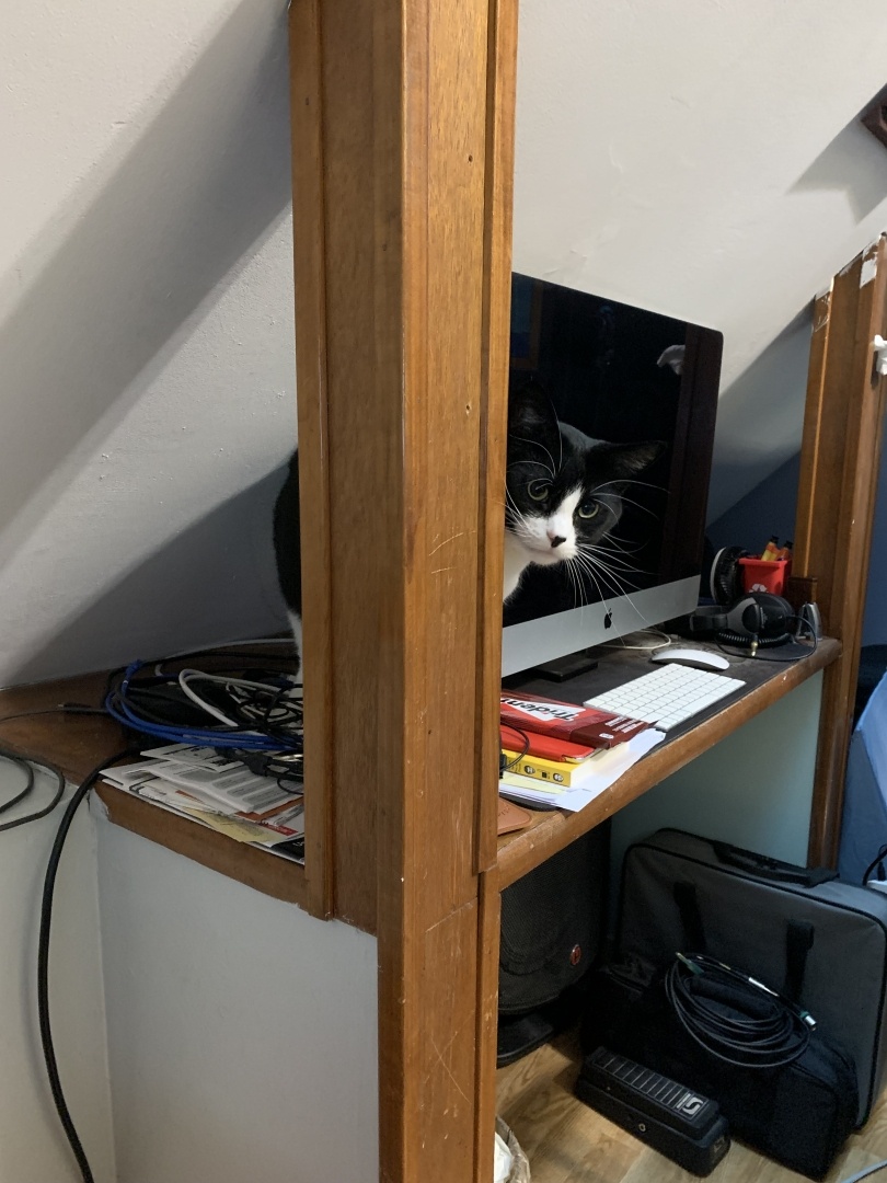 Tuxedo cat peeking around a beam