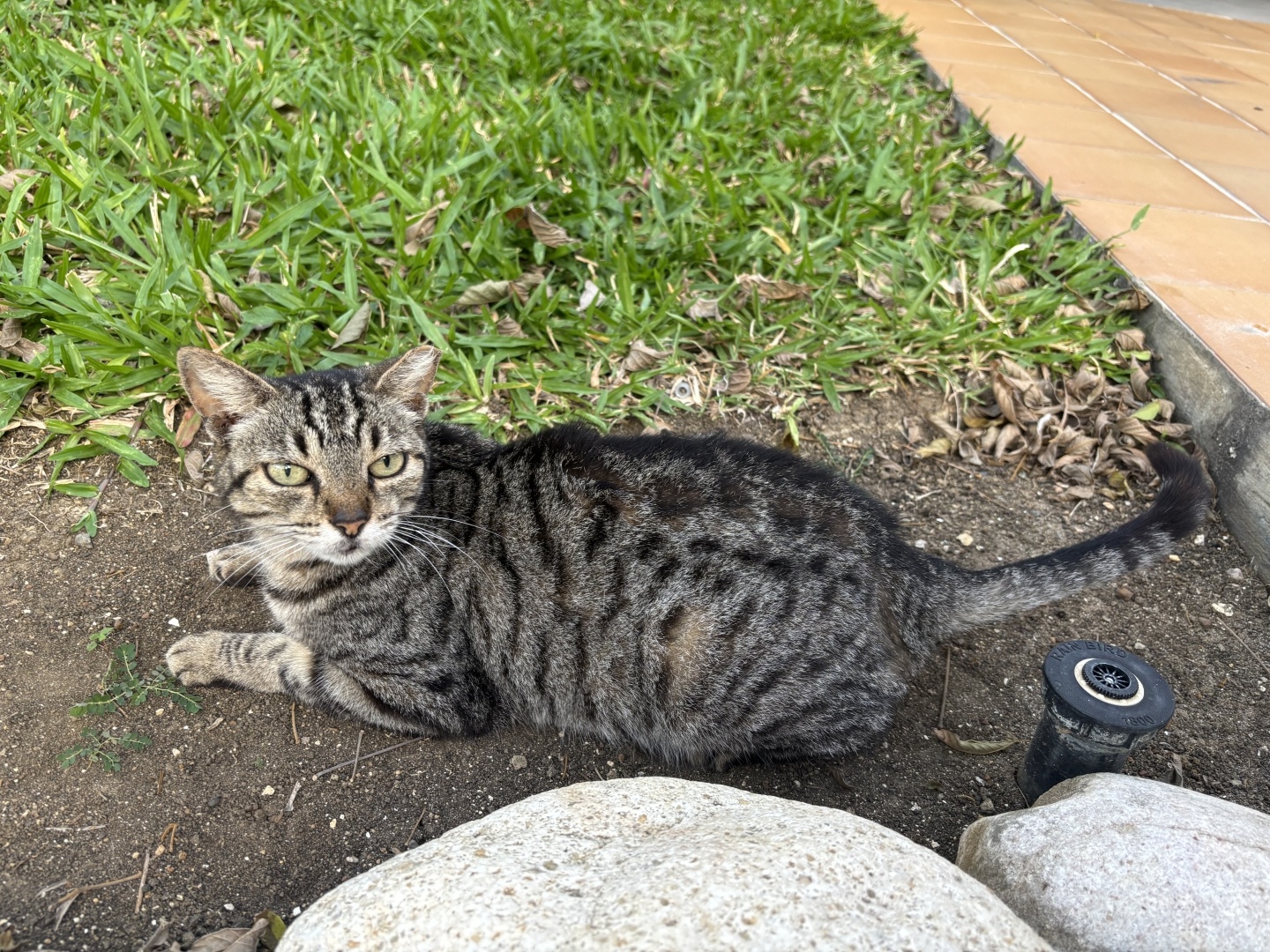 Black and grey tabby cat hanging out in the dirt