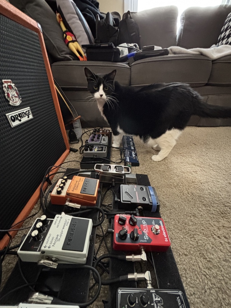 Tuxedo cat standing over guitar/bass pedal boards in the home studio