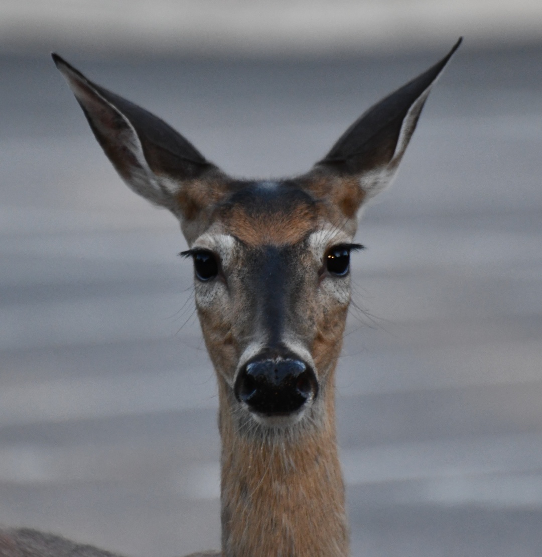 close up of the face of a white-tailed doe looking directly at the camera.  Her ears are huge.