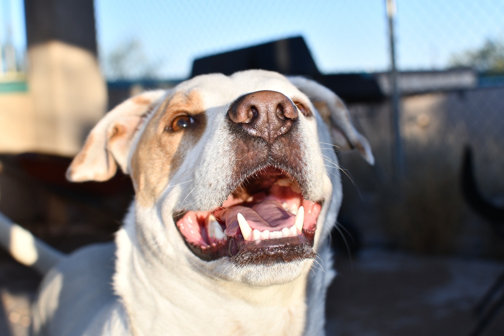 close up of the smiling face of a dog who is mostly white but who has tan patches on his face, he is some kind of pitbull mix.