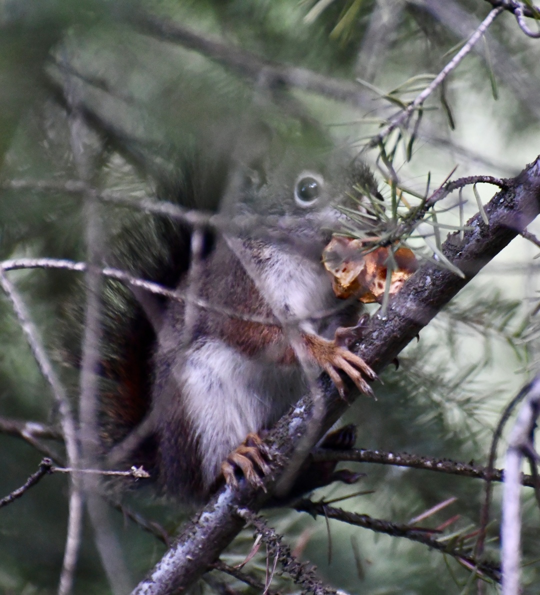 a little red squirrel sits on a branch, partially concealed in the needles of a pine tree