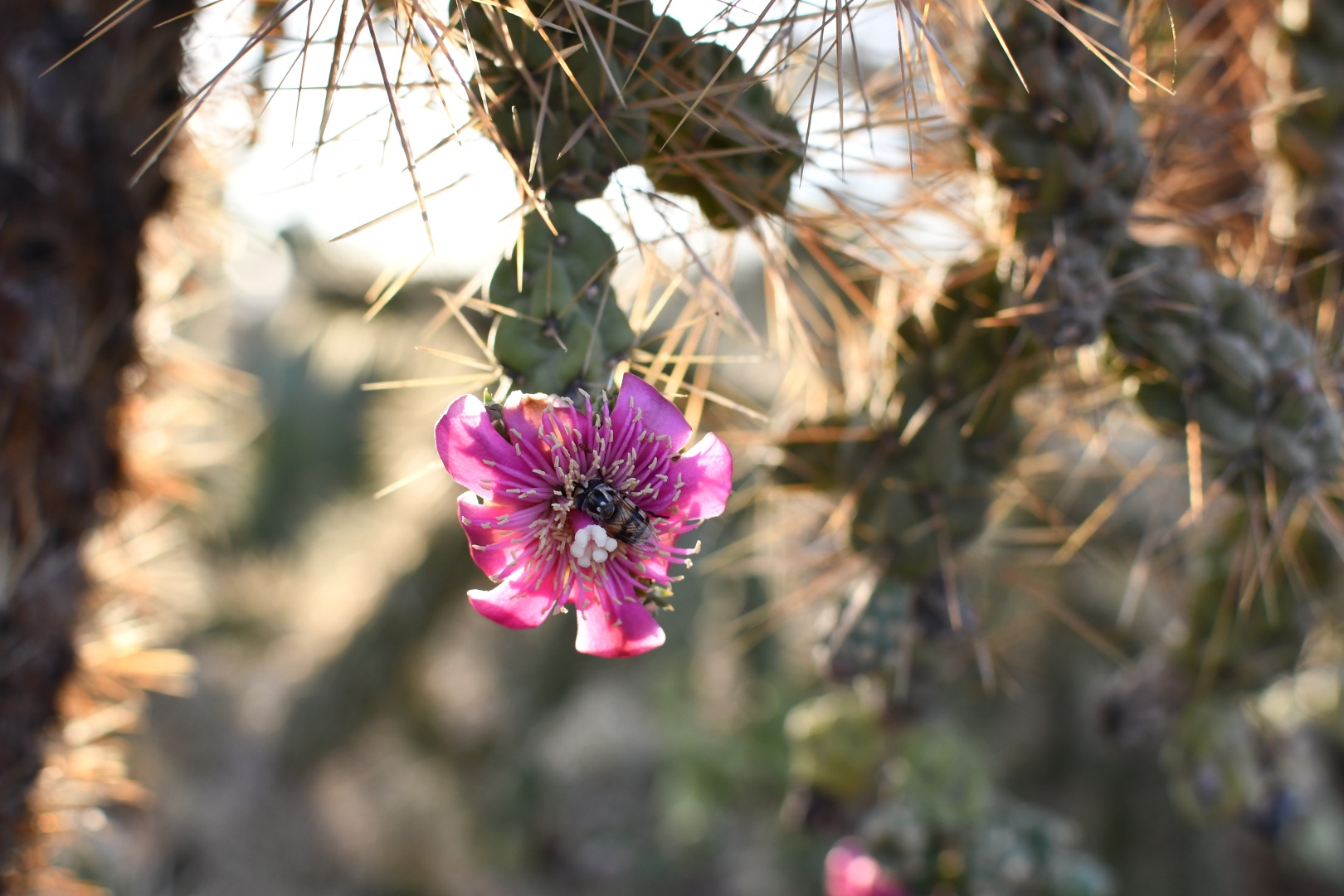 A vivid pink flower amid cactus spines.  Inside the flower are white stamen and a striped bee.