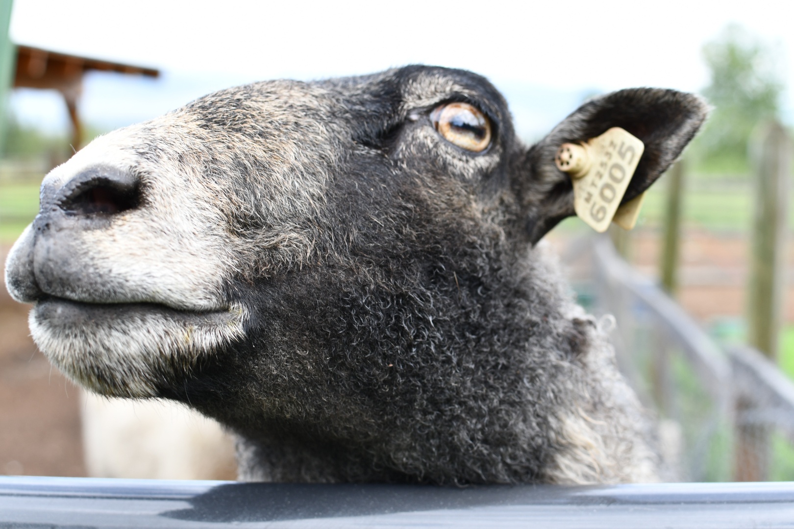 close up of the face of a sheep with ear tag #6005