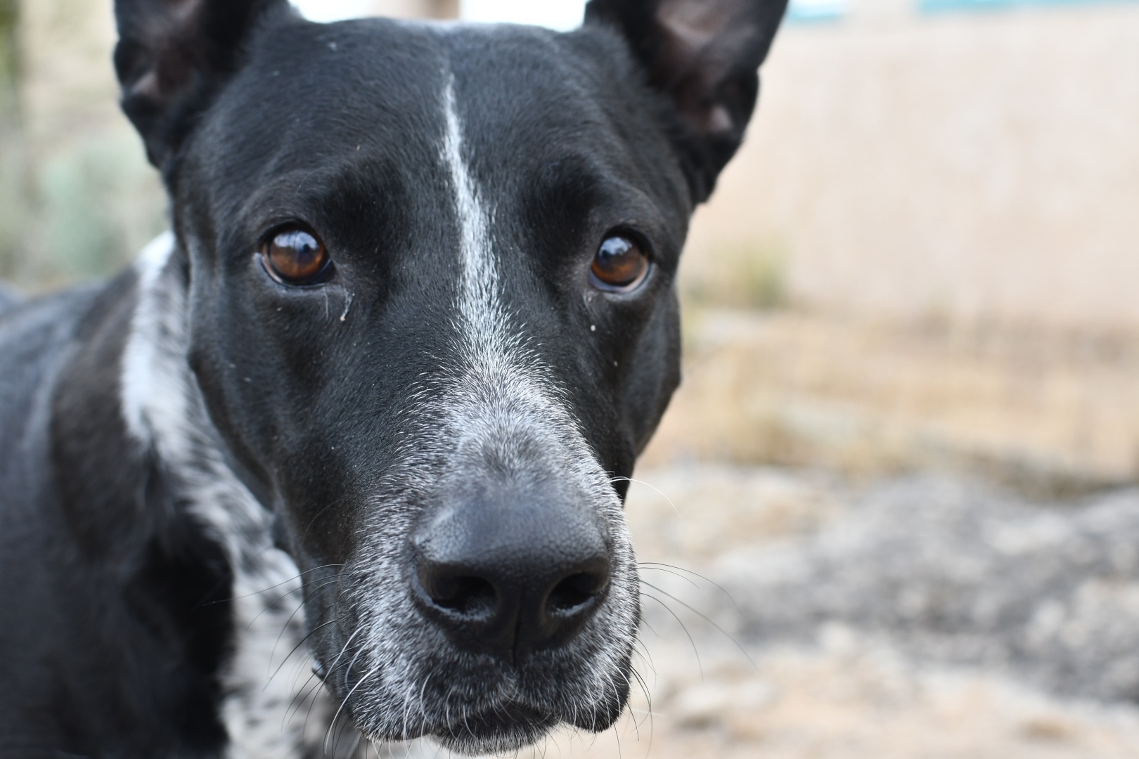 close up of a dog looking intense