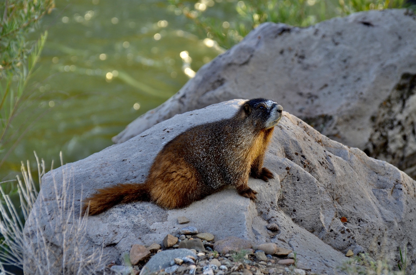 a golden mantled marmot sits on rocks near a river.