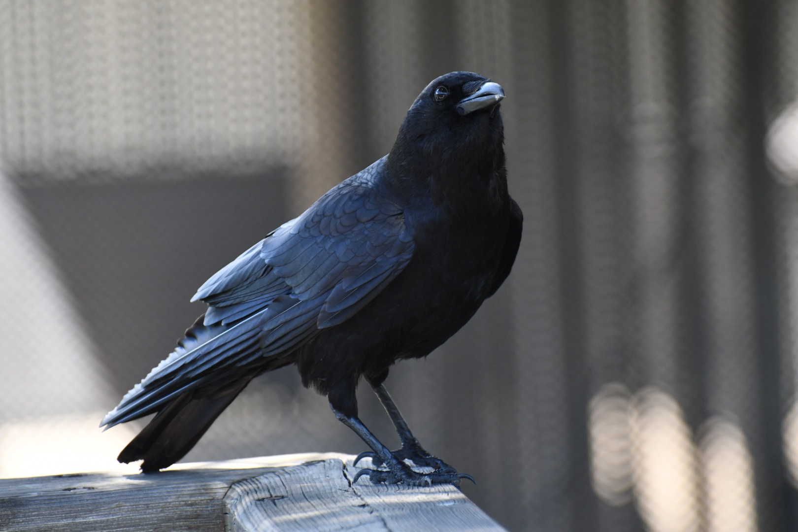 a beautiful black bird stands on the wooden railing of a bridge.