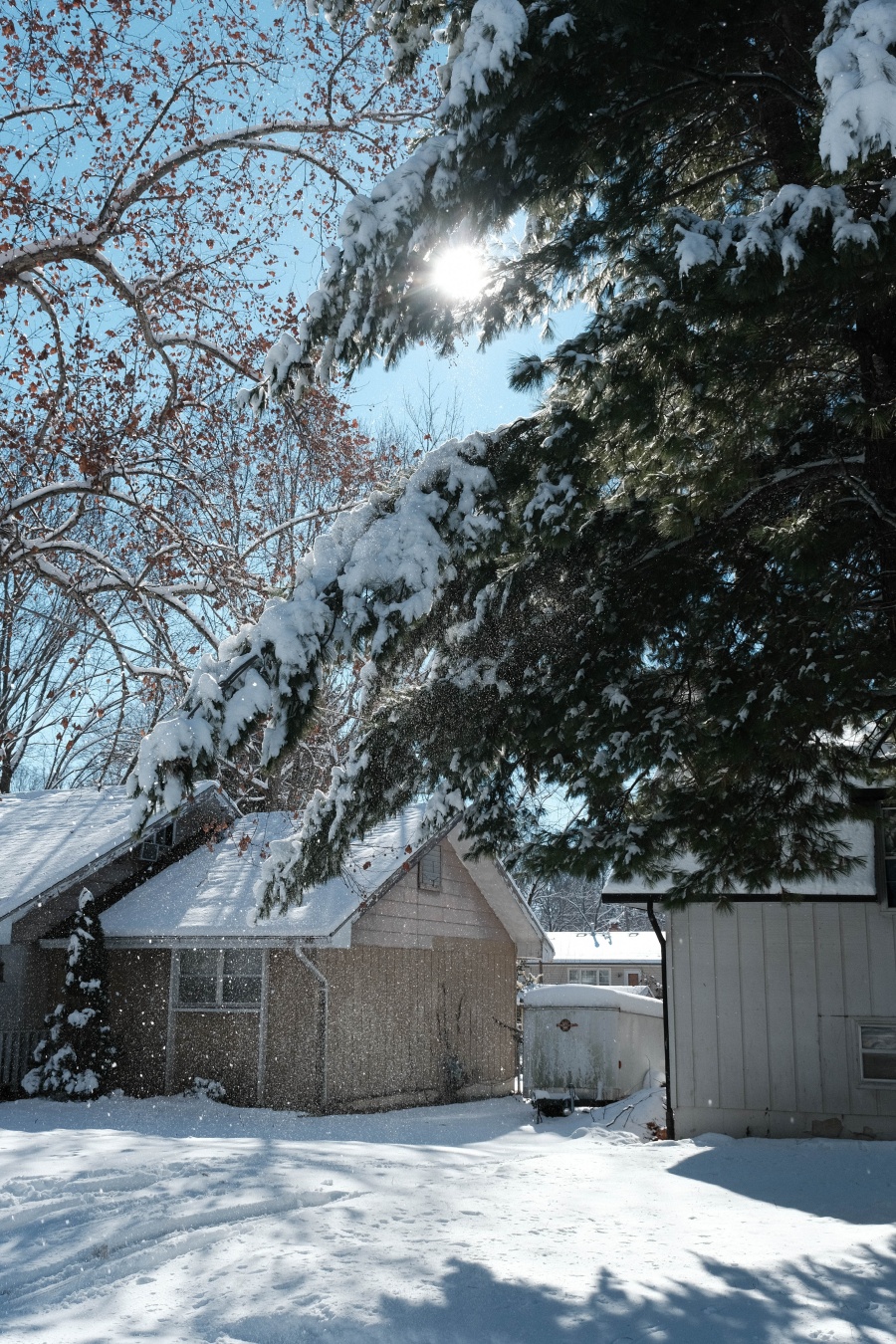 A photograph of an evergreen tree in front of a suburban house with the sun behind it. Everything is covered in snow.
