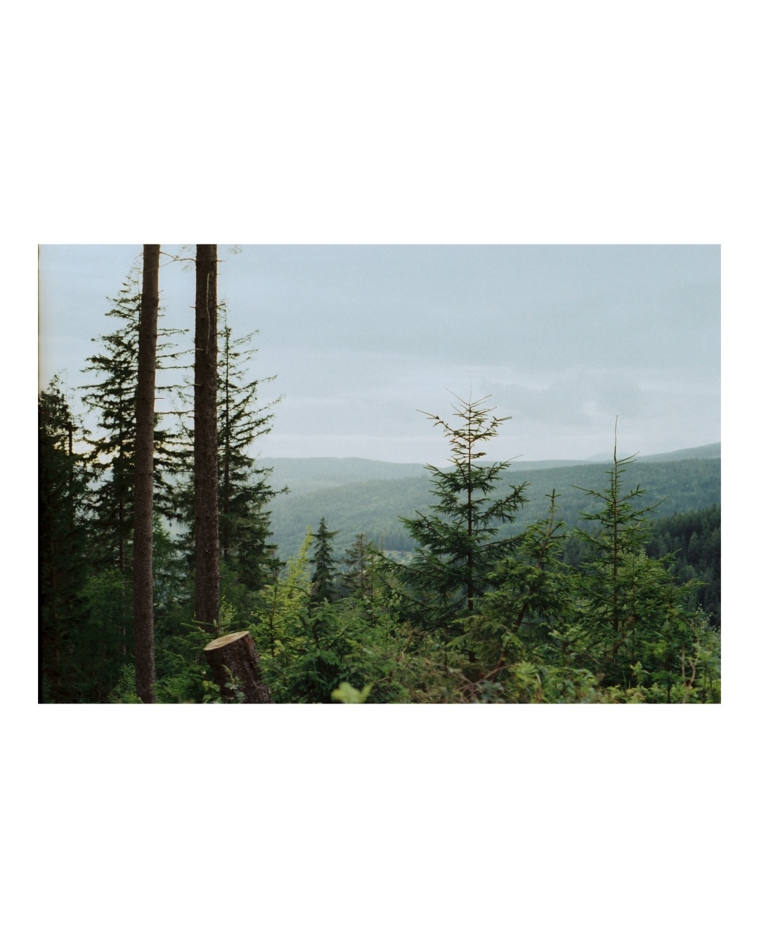 #photography
#filmphotography
#film
#nature
#trees