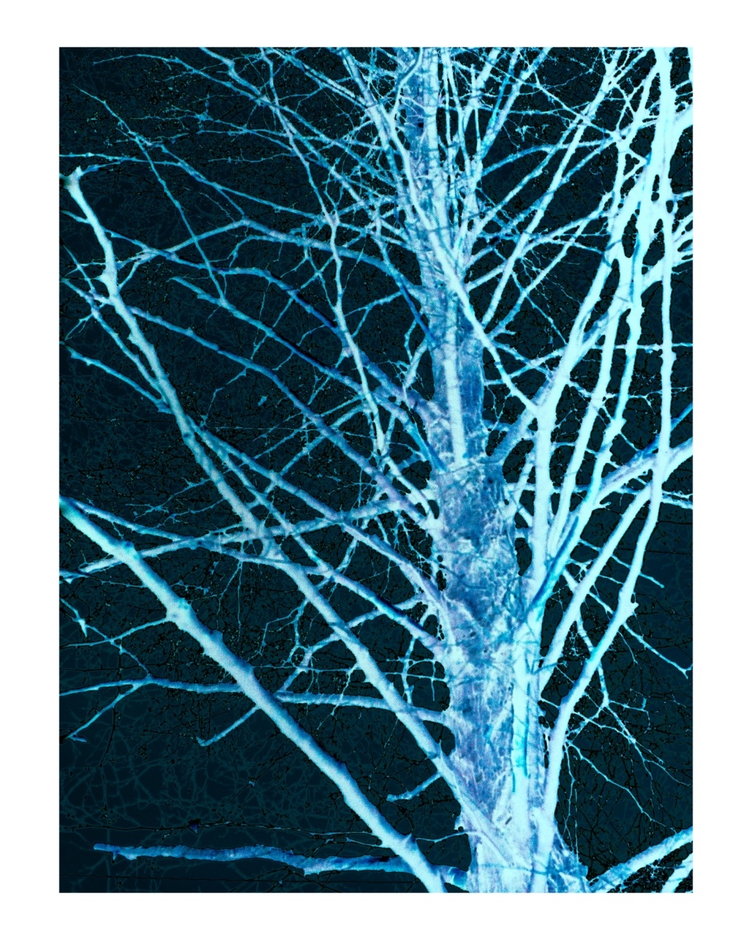 #phtography
#tree
#nature
#abstract