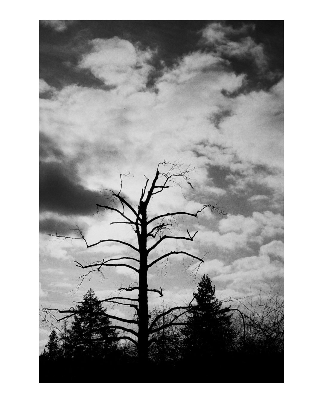 #photography
#tree
#blackandwhite
#bw
#clouds