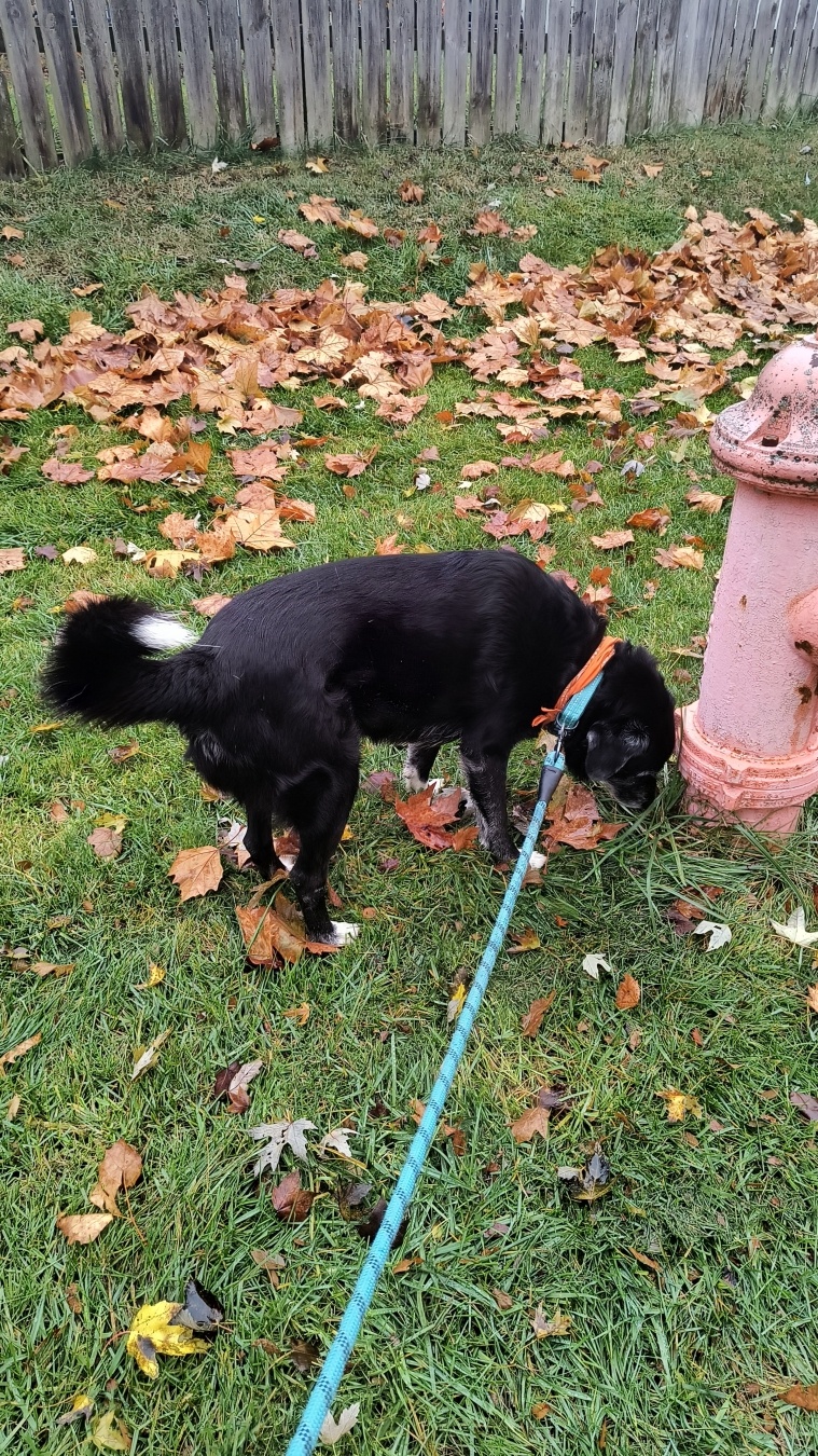 Hydra the Dog near a fire hydrant