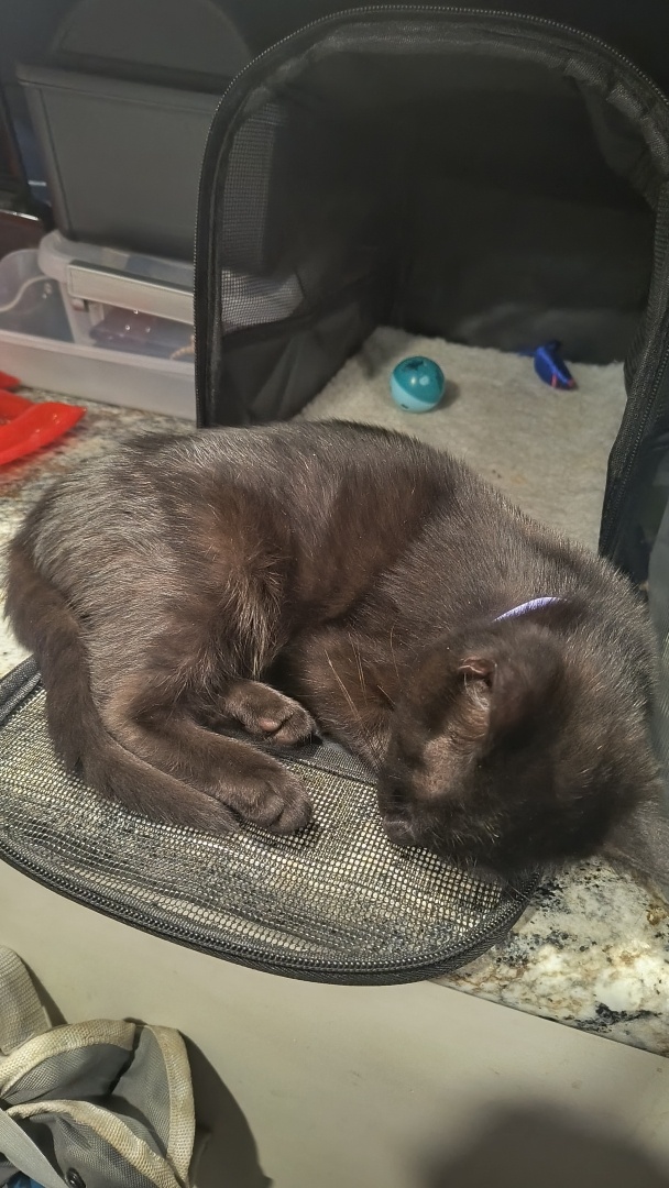 Pumpkin the Cat taking a nap