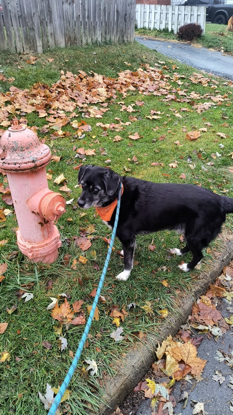 Hydra the Dog near a fire hydrant