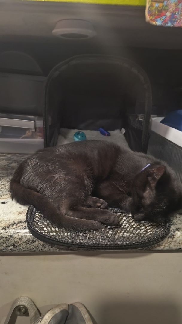 Pumpkin the Cat taking a nap