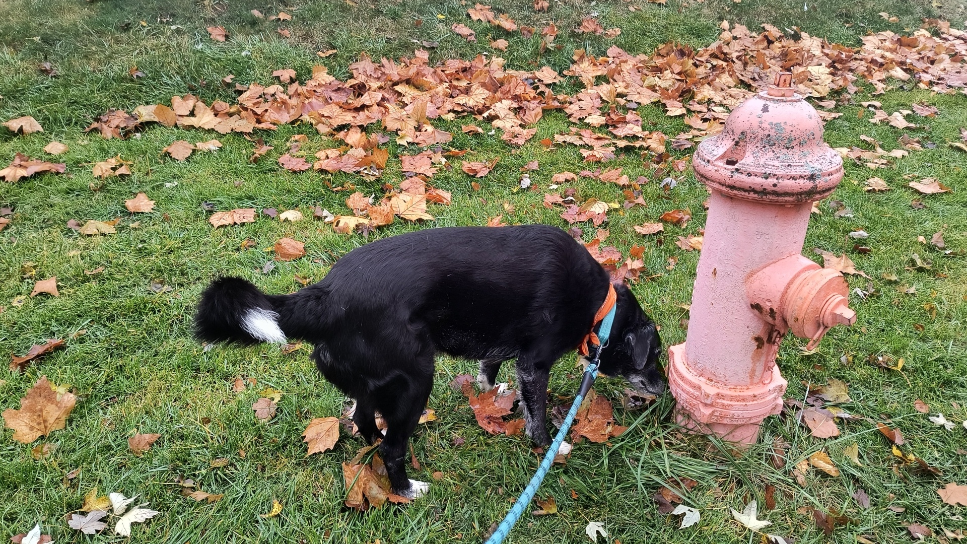 Hydra the Dog near a fire hydrant