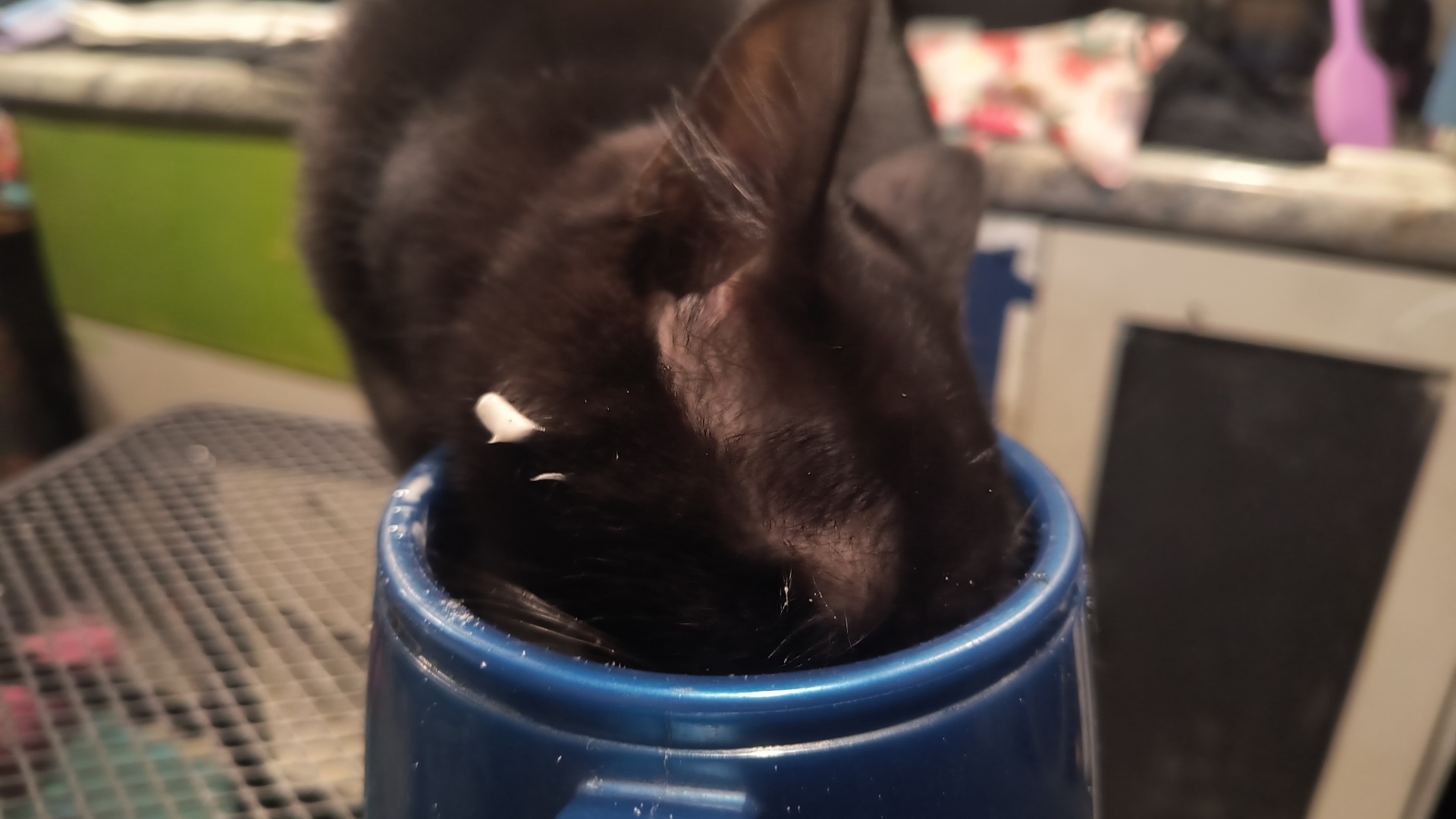 Pumpkin the Cat with her face in a mug
