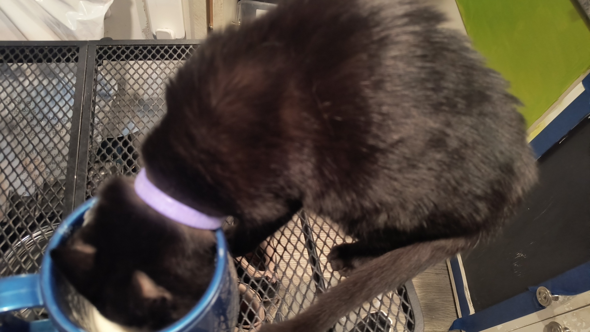 Pumpkin the Cat with her face in a mug