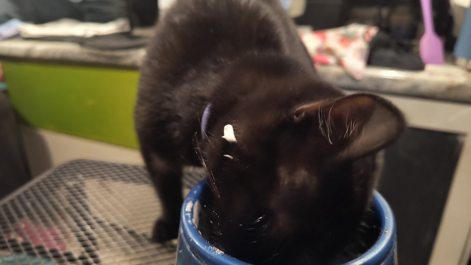 Pumpkin the Cat with her face in a mug