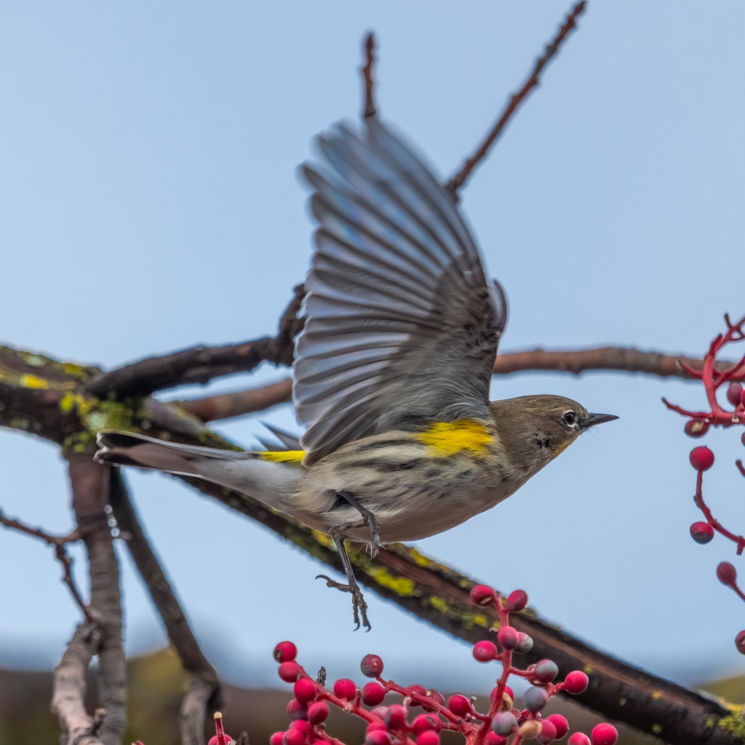 Yellow-rumped Warbler