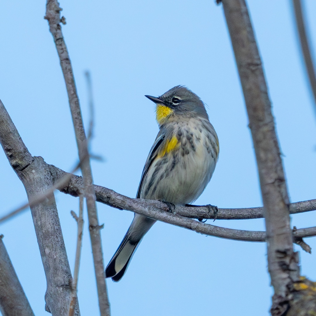 Yellow-rumped Warbler
