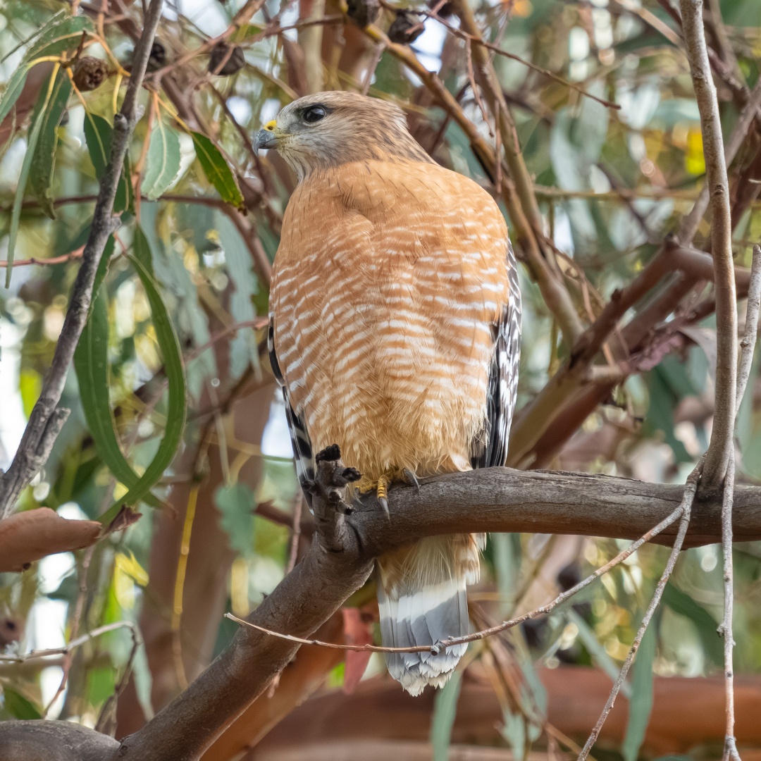 Red-shouldered Hawk