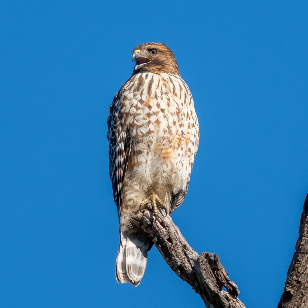 Red-shouldered Hawk Photo
