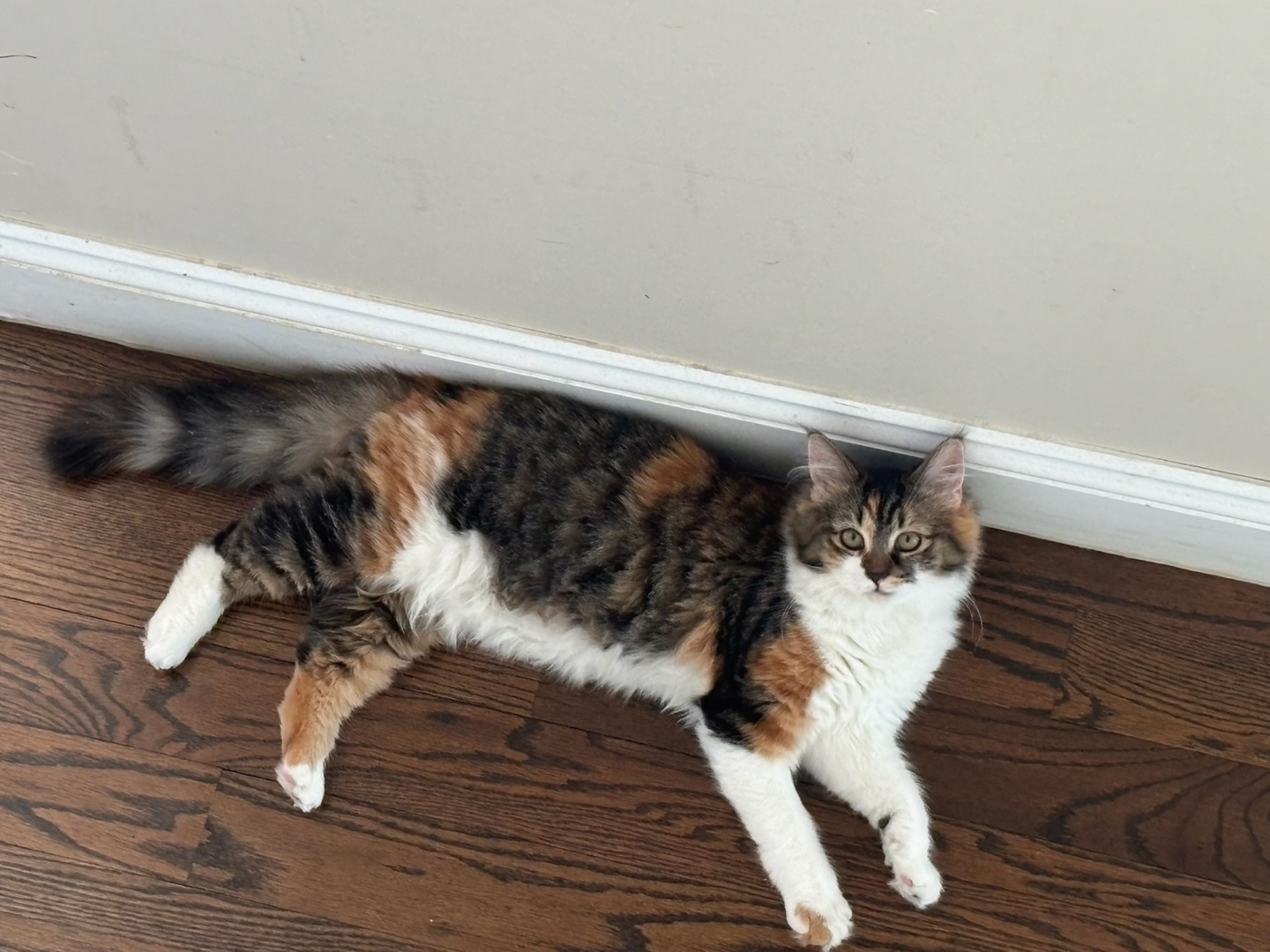 A top-down view of a fluffy calico cat lying stretched out on a dark hardwood floor, with its back pressed against a white baseboard. The cat features a white belly and paws contrasted with dark tabby and orange patches on its body and a bushy tail. It is looking up towards the camera with a calm expression.